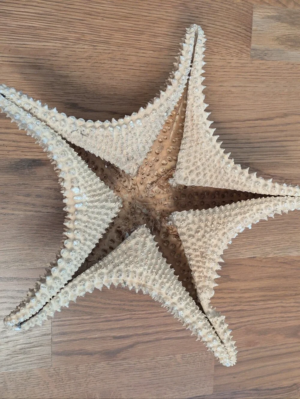 Giant Natural Dried Starfish 12